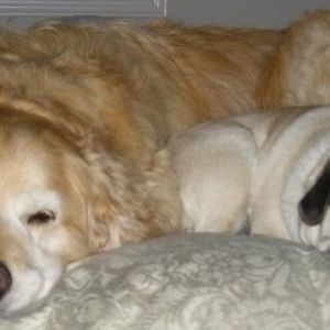 Meet your Posher, Shelley